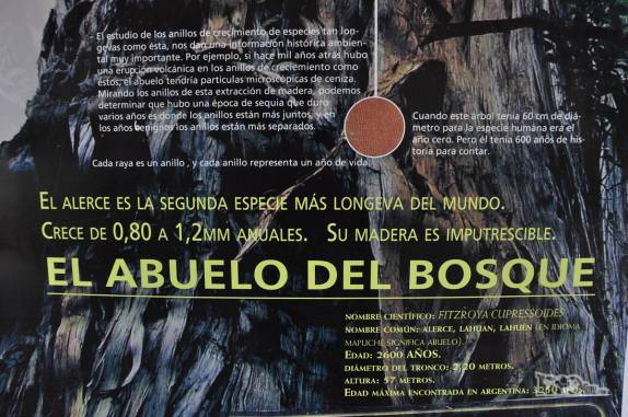 Placa nos ensina sobre os Alerces, uma das árvores mais longevas do mundo (Parque Nacional Los Alerces, ao norte de Trevelin, na patagônia argentina)